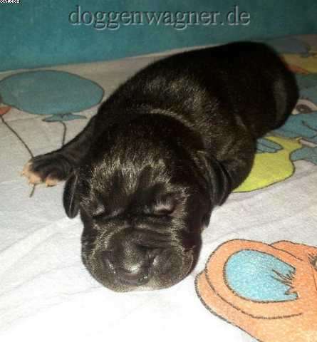 Schwarze Doggen Welpen vom Hause Wagner